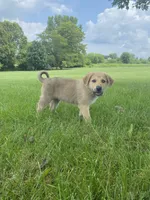 Sterling, a male German Shepherd Dog and Great Pyrenees for sale in Wilmington, OH – 2 of 10