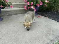 Onyx, a male German Shepherd Dog and Great Pyrenees for sale in Wilmington, OH – 10 of 10