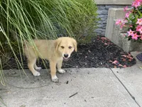 Rocky, a male German Shepherd Dog and Great Pyrenees for sale in Wilmington, OH – 10 of 10