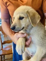 Sterling, a male German Shepherd Dog and Great Pyrenees for sale in Wilmington, OH – 6 of 10