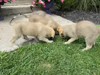 Rocky, a male German Shepherd Dog and Great Pyrenees for sale in Wilmington, OH – 6 of 10