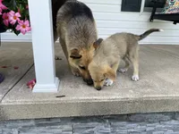 Sapphire , a female German Shepherd Dog and Great Pyrenees for sale in Wilmington, OH – 4 of 10
