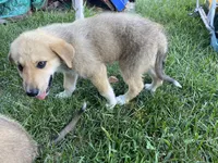 Sapphire , a female German Shepherd Dog and Great Pyrenees for sale in Wilmington, OH – 6 of 10