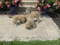 Onyx, a male German Shepherd Dog and Great Pyrenees for sale in Wilmington, OH – 2 of 2