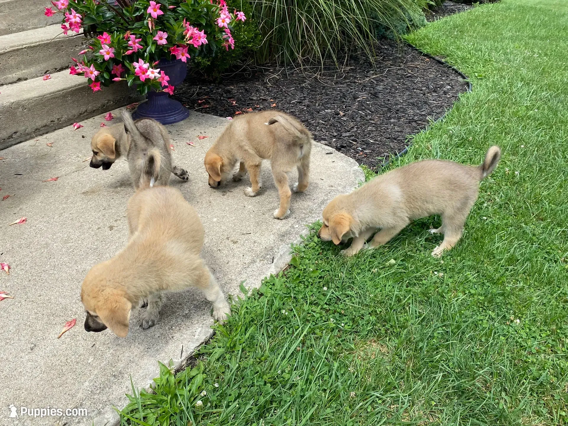 Emerald, a female German Shepherd Dog and Great Pyrenees for sale in Wilmington, OH – 2 of 10
