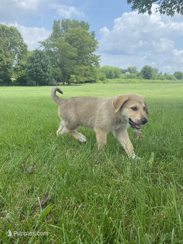 Sterling – German Shepherd Dog, Great Pyrenees puppy for sale in Wilmington, OH