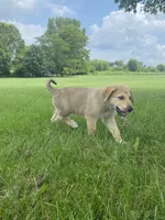 Sterling, a male German Shepherd Dog and Great Pyrenees for sale in Wilmington, OH – 1 of 10