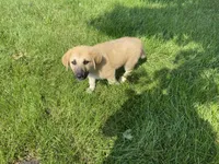 Crystal, a female German Shepherd Dog and Great Pyrenees for sale in Wilmington, OH – 8 of 10