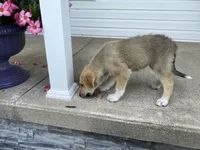 Sapphire , a female German Shepherd Dog and Great Pyrenees for sale in Wilmington, OH – 5 of 10