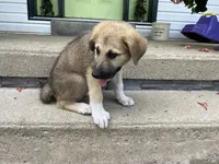 Onyx, a male German Shepherd Dog and Great Pyrenees for sale in Wilmington, OH – 3 of 10
