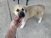 Crystal, a female German Shepherd Dog and Great Pyrenees for sale in Wilmington, OH – 5 of 10