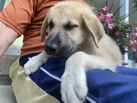 Crystal, a female German Shepherd Dog and Great Pyrenees for sale in Wilmington, OH – 3 of 10