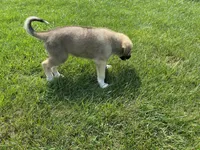 Onyx, a male German Shepherd Dog and Great Pyrenees for sale in Wilmington, OH – 9 of 10