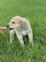 Sterling, a male German Shepherd Dog and Great Pyrenees for sale in Wilmington, OH – 3 of 10