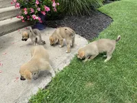 Sterling, a male German Shepherd Dog and Great Pyrenees for sale in Wilmington, OH – 10 of 10