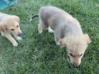 Sapphire , a female German Shepherd Dog and Great Pyrenees for sale in Wilmington, OH – 10 of 10