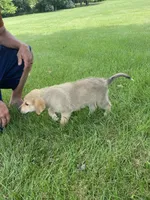 Sterling, a male German Shepherd Dog and Great Pyrenees for sale in Wilmington, OH – 5 of 10