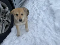 Kiwi, a female German Shepherd Dog and Great Pyrenees for sale in Wilmington, OH – Photo 4 of 9