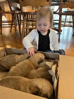 Kiwi, a female German Shepherd Dog and Great Pyrenees for sale in Wilmington, OH – Photo 2 of 9