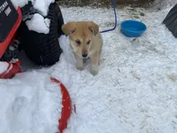 Kiwi, a female German Shepherd Dog and Great Pyrenees for sale in Wilmington, OH – Photo 6 of 9