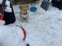 Kiwi, a female German Shepherd Dog and Great Pyrenees for sale in Wilmington, OH – Photo 5 of 9