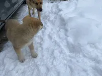 Kiwi, a female German Shepherd Dog and Great Pyrenees for sale in Wilmington, OH – Photo 3 of 9