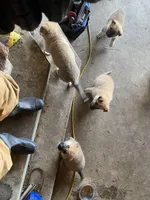 Kiwi, a female German Shepherd Dog and Great Pyrenees for sale in Wilmington, OH – Photo 7 of 9