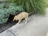 Rocky, a male German Shepherd Dog and Great Pyrenees for sale in Wilmington, OH – 9 of 10