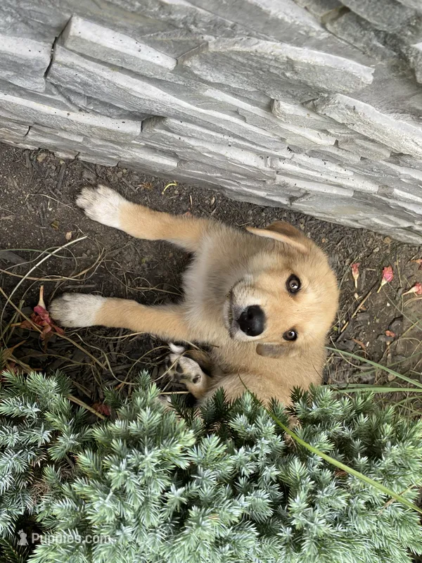 Rocky – German Shepherd Dog, Great Pyrenees puppy for sale in Wilmington, OH