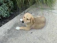 Rocky, a male German Shepherd Dog and Great Pyrenees for sale in Wilmington, OH – 4 of 10