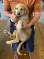 Sterling, a male German Shepherd Dog and Great Pyrenees for sale in Wilmington, OH – 7 of 10