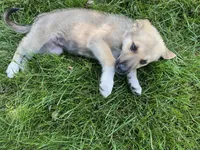 Emerald, a female German Shepherd Dog and Great Pyrenees for sale in Wilmington, OH – 6 of 10