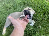 Emerald, a female German Shepherd Dog and Great Pyrenees for sale in Wilmington, OH – 8 of 10