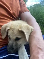 Crystal, a female German Shepherd Dog and Great Pyrenees for sale in Wilmington, OH – 2 of 10