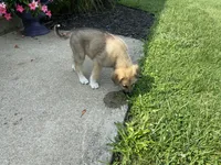 Onyx, a male German Shepherd Dog and Great Pyrenees for sale in Wilmington, OH – 5 of 10