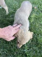 Sapphire , a female German Shepherd Dog and Great Pyrenees for sale in Wilmington, OH – 9 of 10