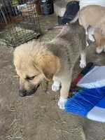 Emerald, a female German Shepherd Dog and Great Pyrenees for sale in Wilmington, OH – 3 of 10