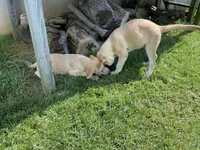 Sapphire , a female German Shepherd Dog and Great Pyrenees for sale in Wilmington, OH – 9 of 10