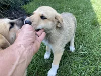 Sapphire , a female German Shepherd Dog and Great Pyrenees for sale in Wilmington, OH – 2 of 10