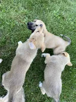 Crystal, a female German Shepherd Dog and Great Pyrenees for sale in Wilmington, OH – 7 of 10