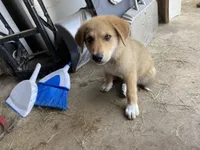 Rocky, a male German Shepherd Dog and Great Pyrenees for sale in Wilmington, OH – 2 of 10