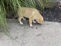 Rocky, a male German Shepherd Dog and Great Pyrenees for sale in Wilmington, OH – 7 of 10