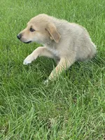 Sterling, a male German Shepherd Dog and Great Pyrenees for sale in Wilmington, OH – 4 of 10