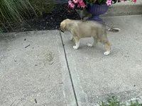 Onyx, a male German Shepherd Dog and Great Pyrenees for sale in Wilmington, OH – 6 of 10