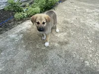 Emerald, a female German Shepherd Dog and Great Pyrenees for sale in Wilmington, OH – 4 of 10