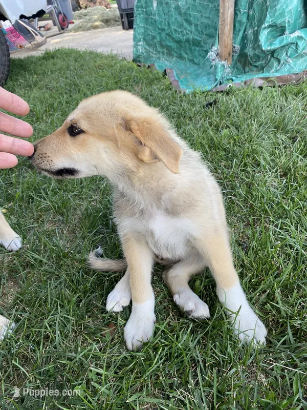 Sapphire  – German Shepherd Dog, Great Pyrenees puppy for sale in Wilmington, OH