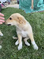 Sapphire , a female German Shepherd Dog and Great Pyrenees for sale in Wilmington, OH – 1 of 10