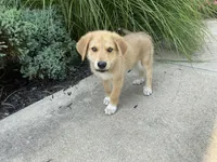 Rocky, a male German Shepherd Dog and Great Pyrenees for sale in Wilmington, OH – 3 of 10