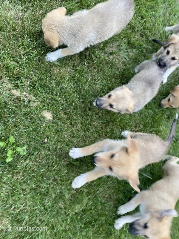 Onyx – German Shepherd Dog, Great Pyrenees puppy for sale in Wilmington, OH