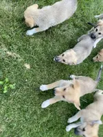 Onyx, a male German Shepherd Dog and Great Pyrenees for sale in Wilmington, OH – 1 of 2